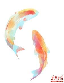 鸟哥爆料锦鲤视频,鸟哥独家爆料背后的故事